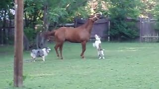 Pitbull vs horse. Pitbull and ponies. Pitbull plays with a horse and pony by Hunting Wild hunt TV 314,642 views 7 years ago 10 minutes, 48 seconds