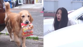 Dog Steals Money To Help People, Kindhearted Dog