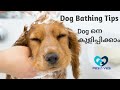 How to bath a dog malayalam|Dog grooming|Puppy bathing tips malayalam