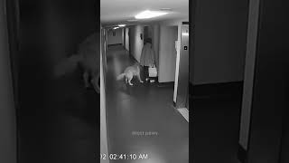 Cctv Shows Dog Pulling Woman Away Seconds Before Elevator Malfunction