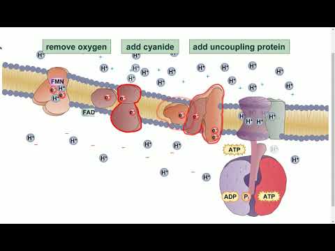Electron Transport Chains