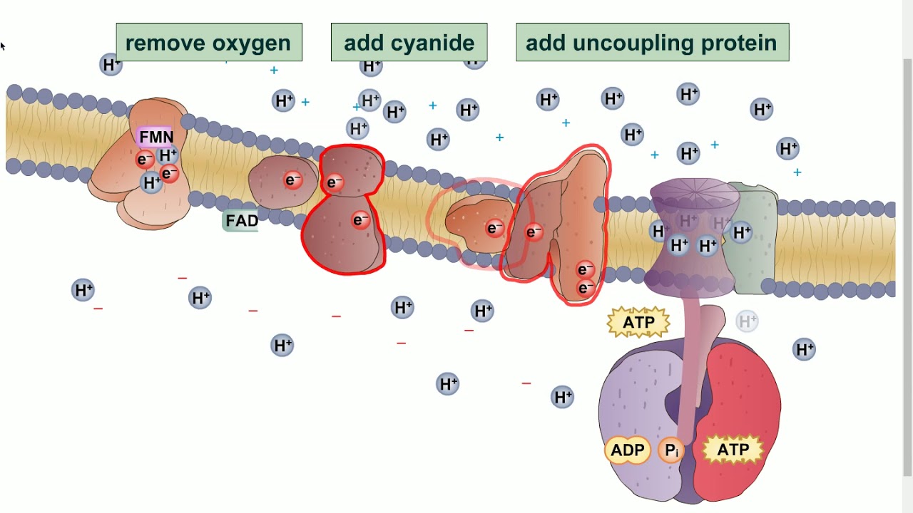 Electron Transport Chains without oxygen - YouTube