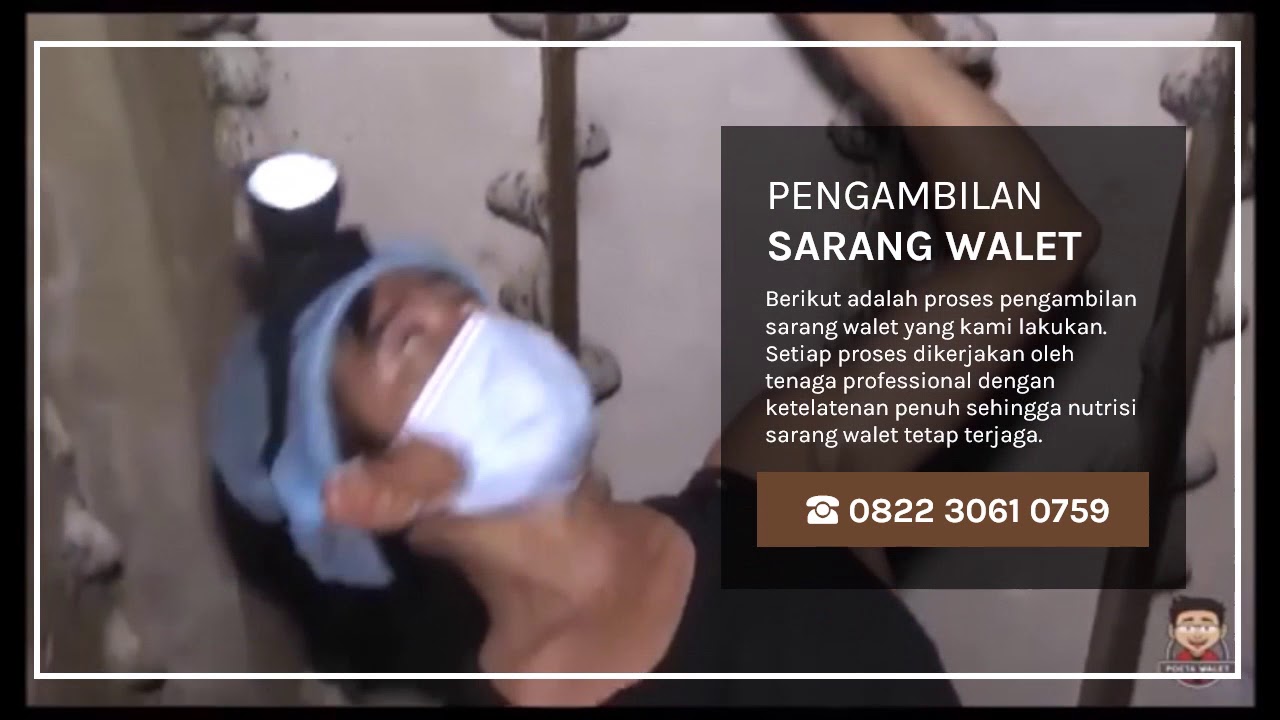 Sarang Burung Walet Hitam Harga Termurah 2018 0822 3061 0759