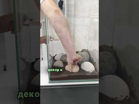 Запуск аквариума за 30 секунд #аквариум #aquascapeaquarium #рыбки #fishtankdesign