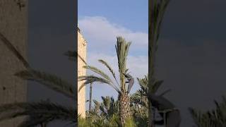 #SHORT | Así se hacen las PALMAS BLANCAS del DOMINGO DE RAMOS (Vídeo completo en mi canal)