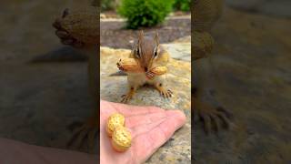 FEEDING CHIPMUNKS PEANUTS 🥜🐿😋 #shorts