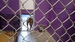 Babas 7Y Pet Id 916623 Kennel 34 Hssaz Shelter Becoming Familiar, Some Wonderful Easy-Going Grins317