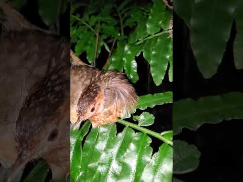 How do birds