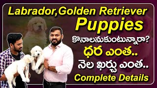 Complete Information About Labrador and Golden Retriever Dog Breed, Price and Maintenance | PlayEven
