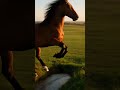 🐎 Majestic Wild Horse Galloping At Sunset | Stunning! #wildlife #minimalanimal #viral