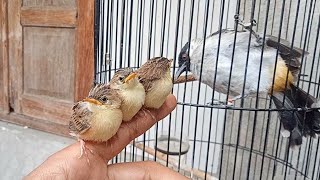 Ada yg tau ini burung apa❓️