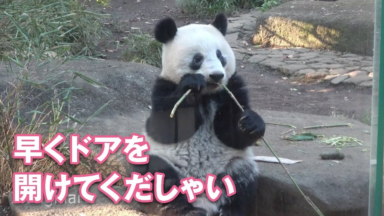 早くドアを開けてよう 寂しそうなパンダのシャンシャン どうぶつのこと