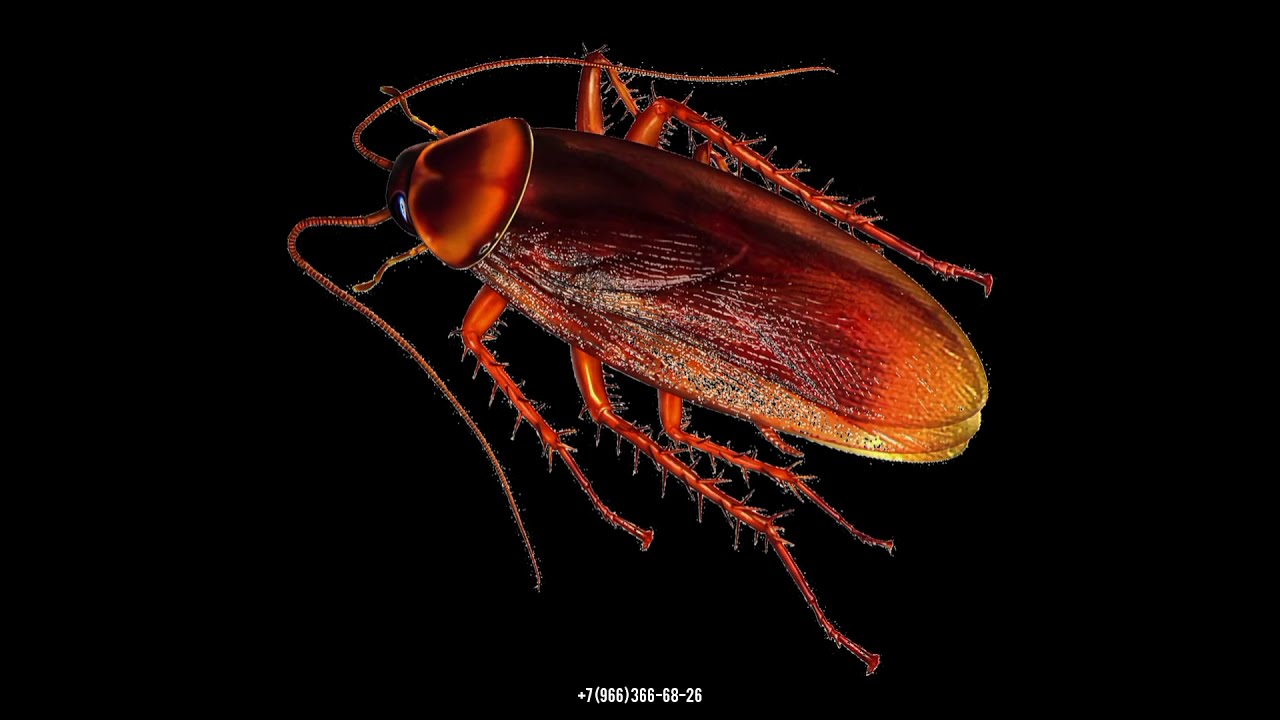 Тараканы в москве