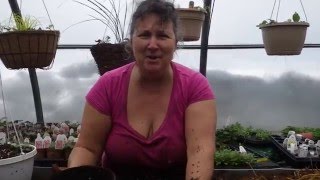Marthe Laverdière recommande les engrais domestiques pour nos plantes