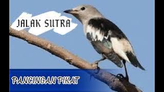 Suara Pancingan Pikat Jalak Sutra