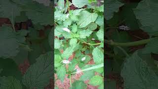 Treat piles/hemerrhoid with Indian Heliotrope in total decotion (the whole plant)like share sub