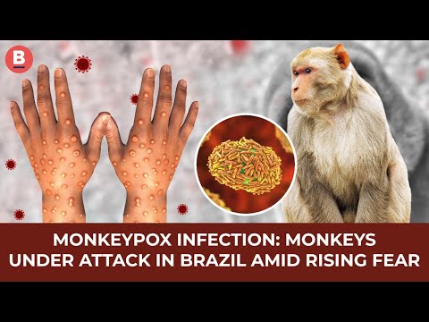 #shorts | Monkeypox Infection: Monkeys Under Attack in Brazil Amid Rising Fear – BOOM