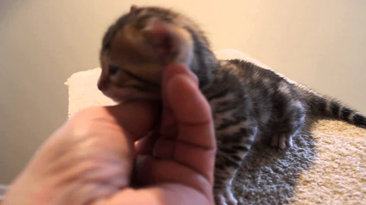 Video 639001: bengal kitten, brown spotted bengal, snow spotted bengal