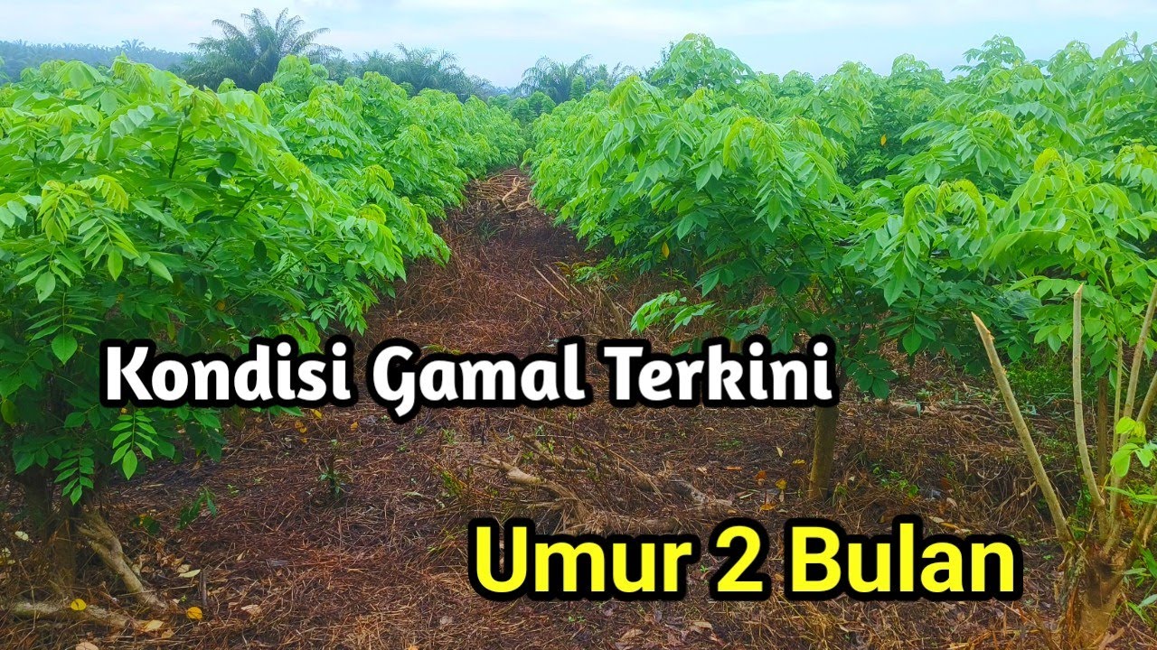 Kondisi Gamal Jago Ternak April 2025
