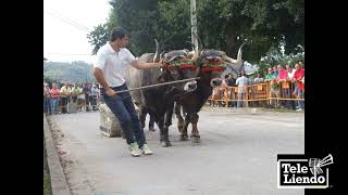 Concurso de Arrastre de Piedra con Bueyes en Liendo 2019