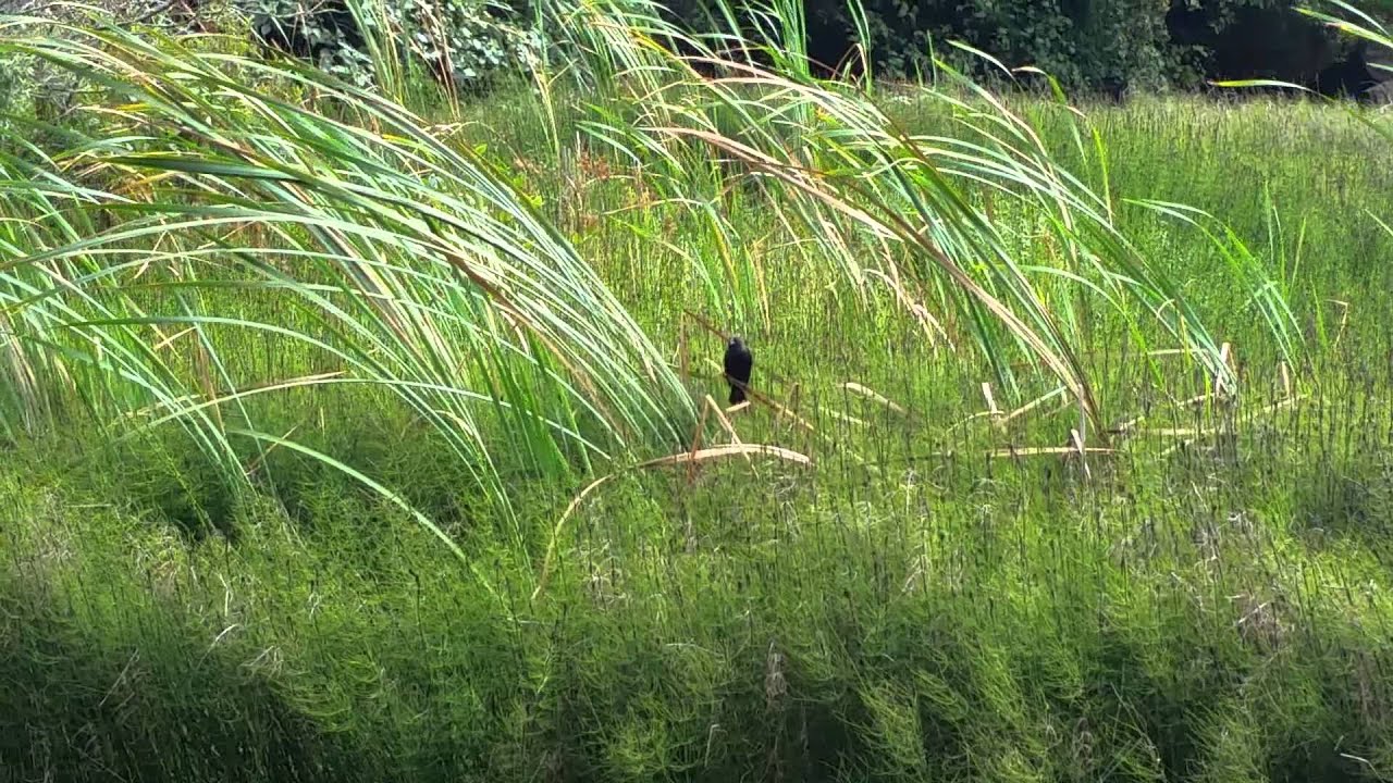 Brown-headed cowbird at Murrin Park, BC 