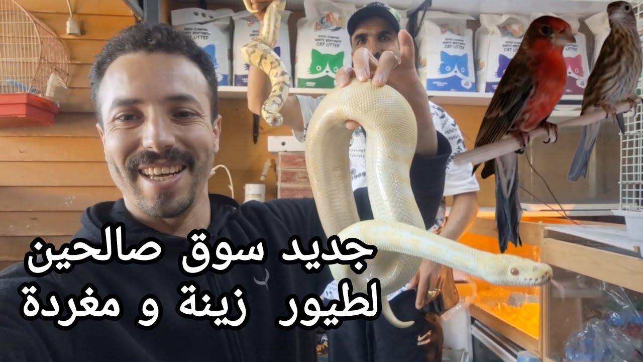 جديد سوق صالحين لطيور دوار بمدينة سلا و البحث على كناري روزلان مكسيك فرجة ممتعة#birds #كناري