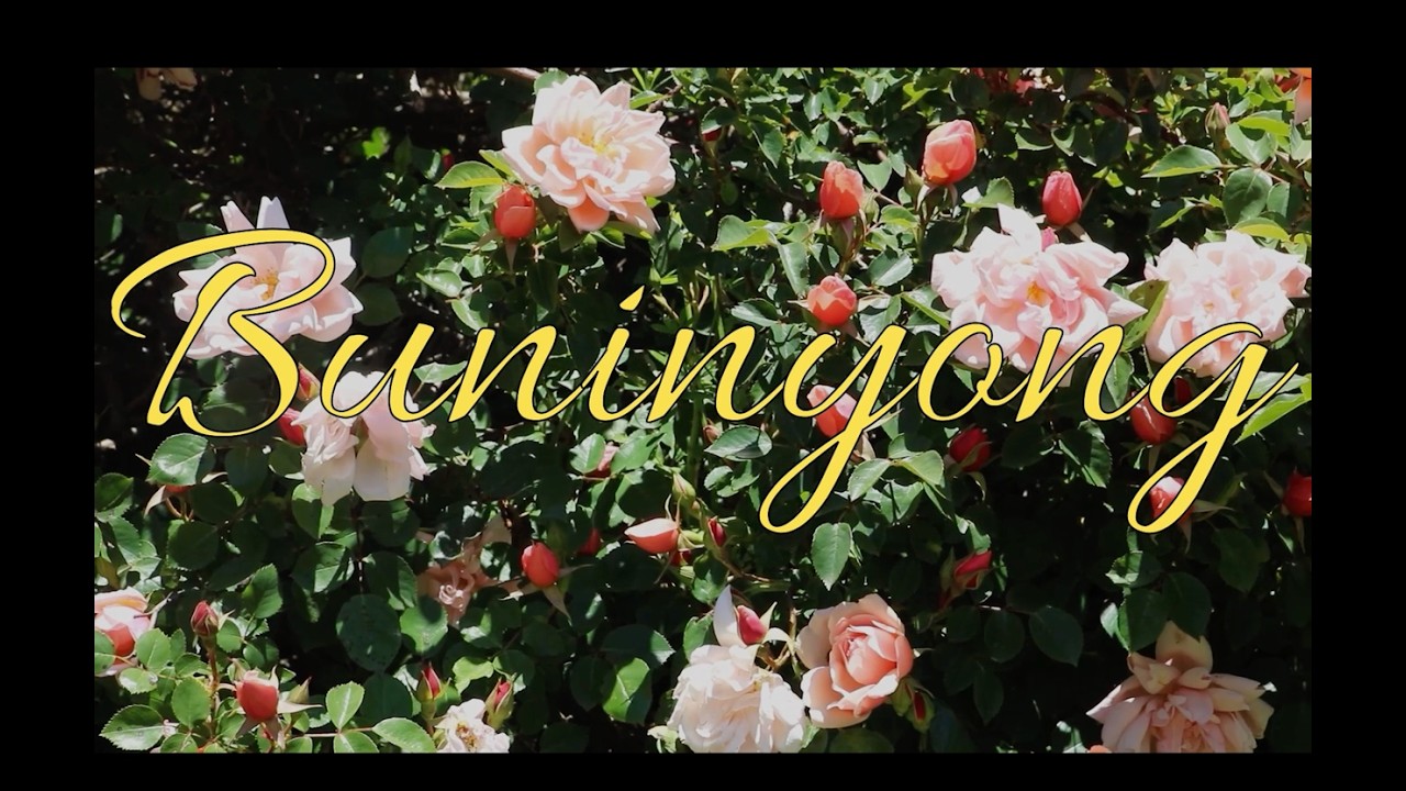 The Robbies - 'Buninyong' (Official Music Video)