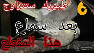 طيورك ستتزاوج رغما عنها 😜 أقسم بالله 🐦