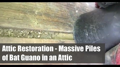 Attic Restoration - Massive Piles of Bat Guano in an Attic