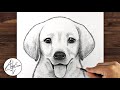 How to draw a dog golden lab puppy  drawing tutorial