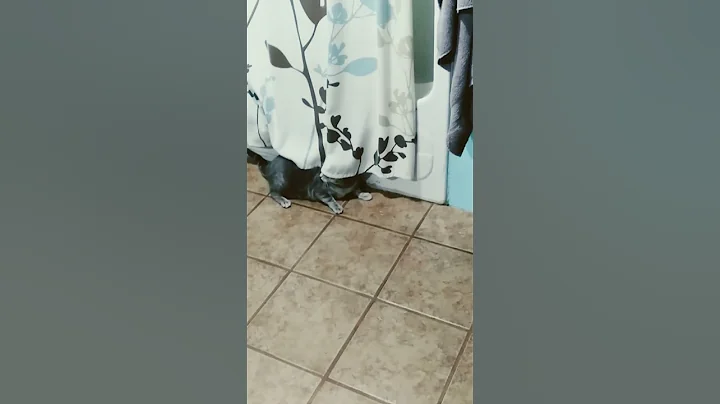 my cats are fighting again. lol