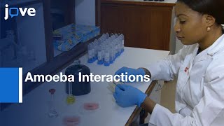 Microscopic Techniques And Fia In Studying Amoeba Interactions