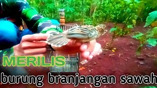 merilis burung branjangan sawah agar berkembang biak..kicau mania mantap