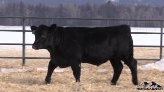Lot 93 - Montana Capitalist 6055