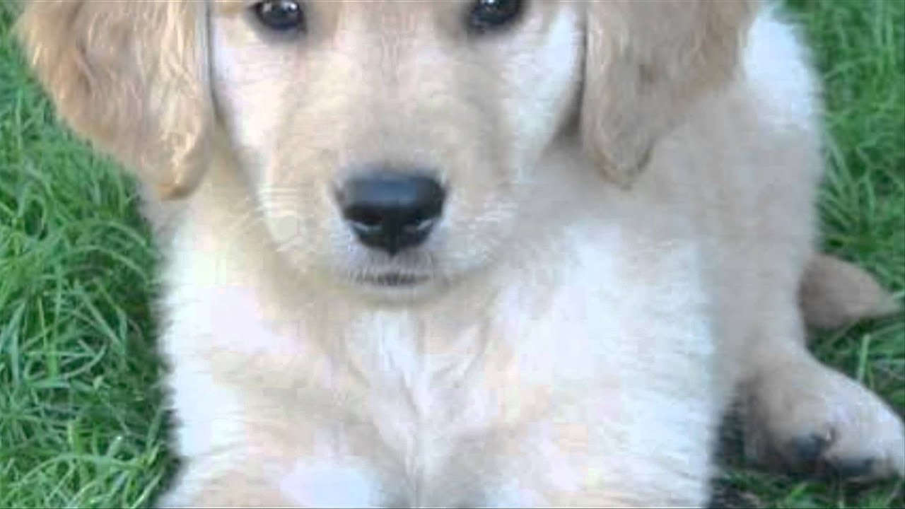 puppy paradise Gorgeous Goldies | The Daily Puppy