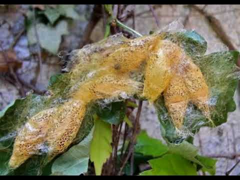 INILAH!! 5 Cara Budidaya Ulat Sutra Emas Paling Mudah 