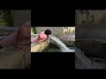 😻देसी बालक का पानी पीने का तरीका यही है…