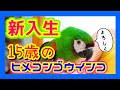 元飼い主と信頼関係が崩れてしまった15歳のヒメコンゴウインコをお迎えしました!!