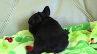 フレンチブルドッグの子犬2013.05.17-5