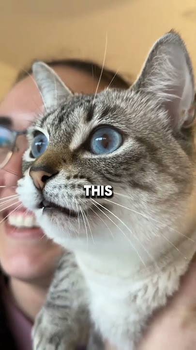 Download lagu Ever Seen a Cat Chatter? Here’s Why It Happens #catshorts #catlovers #catvideos