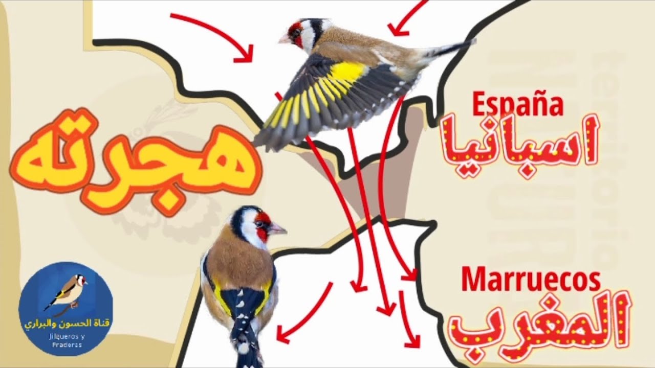 الحسون المهاجر أو الأنيق 2022 هجرته مواصفاته تغريده إنتاجه و تهجينه | مميزاته عيوبه و طفراته الجميلة