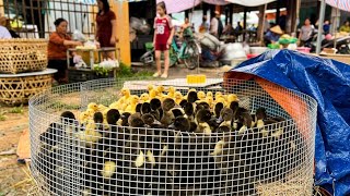 Peaceful Morning at a Traditional Market | Rural Life in Vietnam 🇻🇳