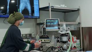 Take A Tour Capital Animal Hospital