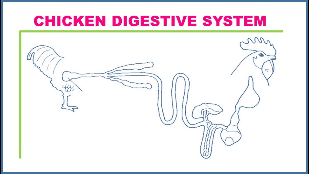 Chicken Digestive System YouTube Chicken Digestive System YouTube