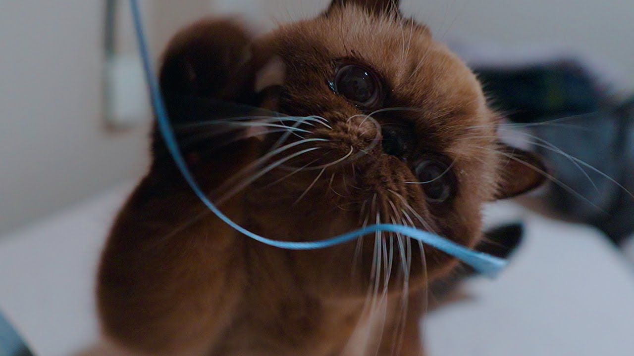 猫がいると本を読むのが難しい理由