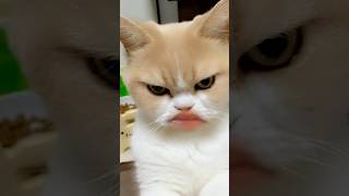 Funny cat meme #shorts #trendymemes