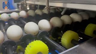10,000 Eggs/Hour Egg Inspection Equipment | Automatic Crack Detection & Grading System
