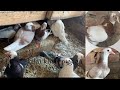 Baby pigeon feeding  bilal khan pigeon lover kabootar babypigeon pigeon