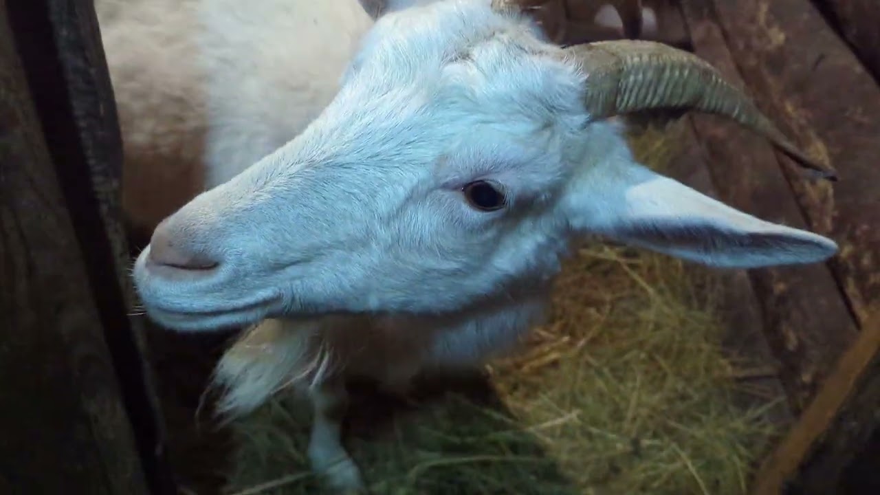 Снежное утро. Хозяйские заботы.