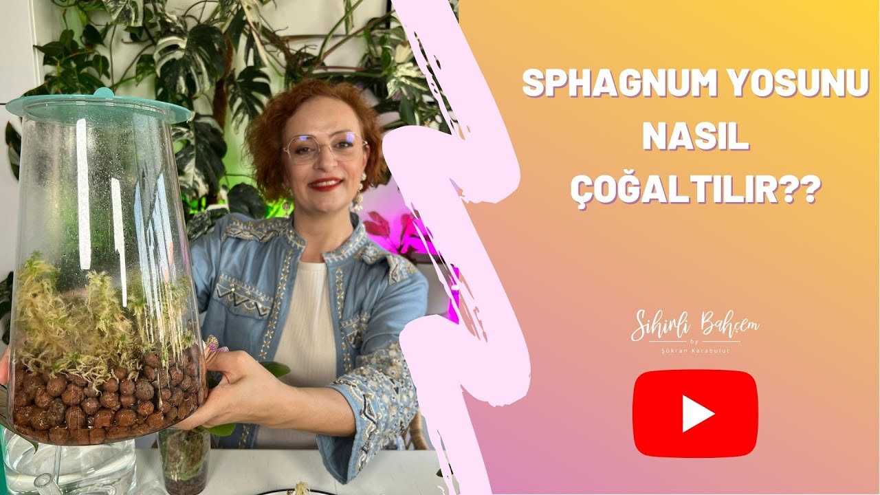 Sphagnum Yosunu Nasıl Çoğaltılır !!!!
